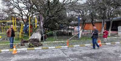 Tarihi meşe ağacı çocuk parkına devrildi