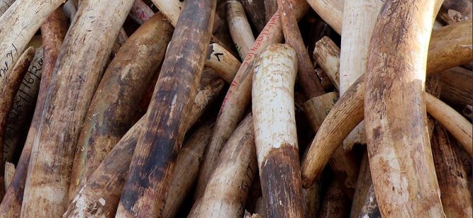 Çin’de 1 ton mamut dişi ele geçirildi