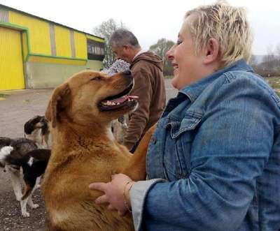Hayvanseverler ormana terkedilen köpeklere yiyecek taşıyor