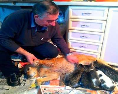Köpek, kedi yavrularına annelik yapıyor