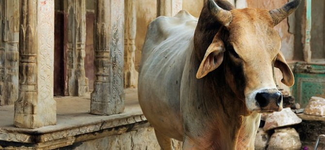 Hindistan’da 2 Müslüman inek çaldıkları şüphesiyle öldürüldü