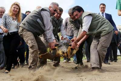 Tedavi edilen kaplumbağalar törenle denize bırakıldı