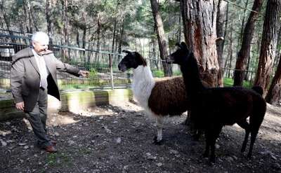 Kumluca'nın maskotu lamalar 'Kum' ve 'Luca'