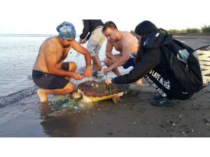 Yaralı Caretta Caretta kurtardı