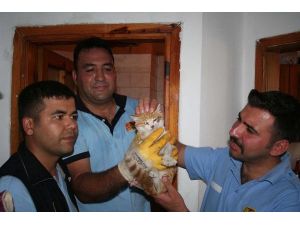 Havalandırmaya düşen kediyi itfaiye kurtardı
