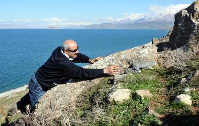 Akdamar Adası'ndan toplanan tavşanlar doğaya salındı