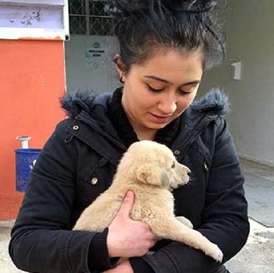 Barınma evindeki 66 köpeği sahiplendiler