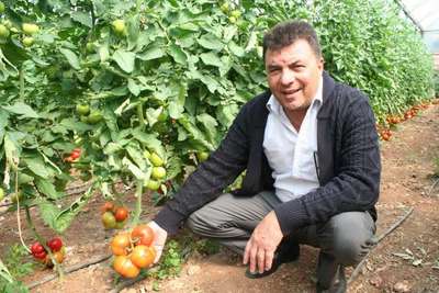 Mersin'de yazlık sera domatesi hasadı başladı