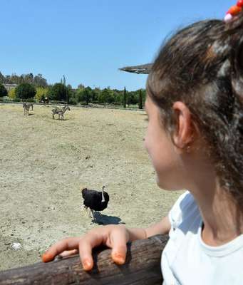 İzmir'e bir yavru zebra daha
