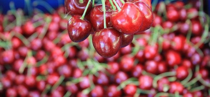 En çok Almanya'ya kiraz sattık