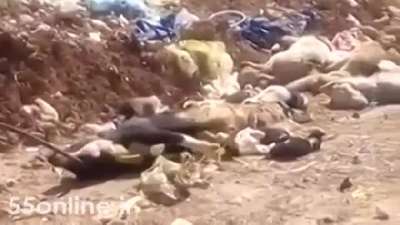 Köpeklere asit enjekte edip işkenceyle öldürdüler