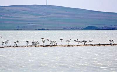 Seyfe Gölü’nde flamingo yavruları heyecanı
