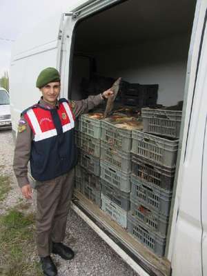 Jandarmadan kaçak sazan operasyonu