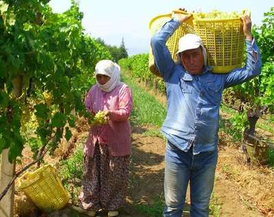 Alaşehir'den 2014'te 280 milyon liralık üzüm ihracatı