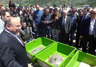 Tedavi edilen 4 deniz kaplumbağası doğal ortamlarına bırakıldı