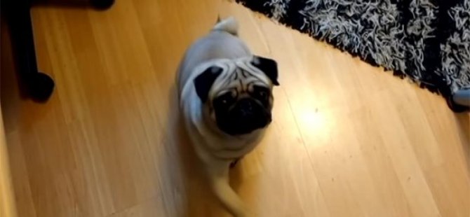 Köpeğe Nazi selamı öğreten kişi mahkemelik oldu