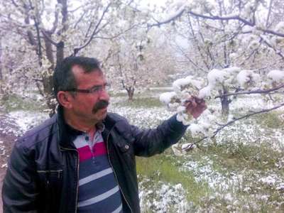 Kar yağdı, üreticiyi don korkusu sardı