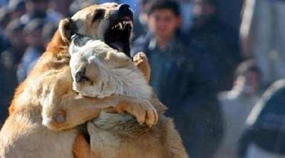 Facebook'ta köpek dövüşü fotoğrafını paylaştı, ceza aldı