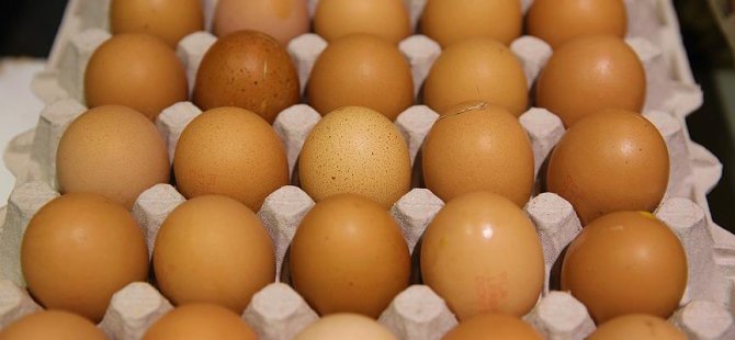 Hollanda hükümeti 'ilaçlı yumurta' iddialarını kabul etti