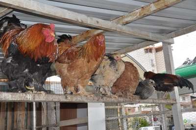 Bu tavuklar farklı