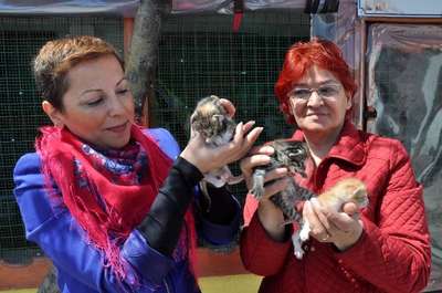 Bakımsız ve hasta kediler tedavi edilip sahiplendiriliyor