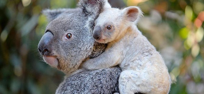 Beyaz koala herkesi şaşırttı