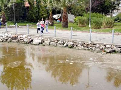 İzmit Körfezi yine kızardı
