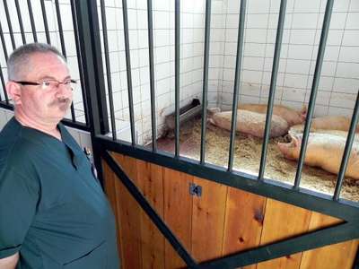Veteriner Fakültesi AB eğitim akreditasyonu için 6 domuzu besliyor