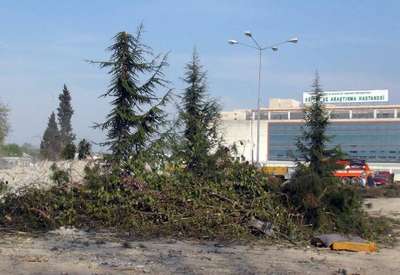 Sakarya'da yeni hastane binası için 100 ağaç kesildi