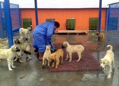 Köpekler üşümesin diye önlem aldılar