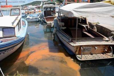 Denizdeki turuncu tabaka kirlilik değil 'kırmızı gelgit' çıktı