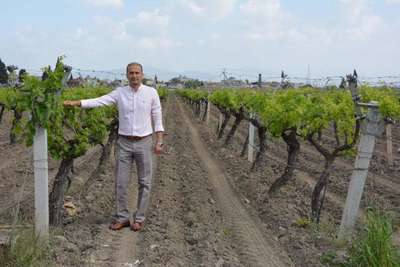 Sultaniye üzümde kara tablo