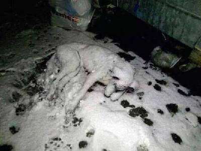 Sokak köpeğinin donarak öldüğü fotoğraf, sosyal medyada yankı uyandırdı