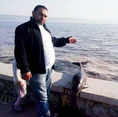 İzmit Körfezi'nde yunus ölüleri endişelendirdi