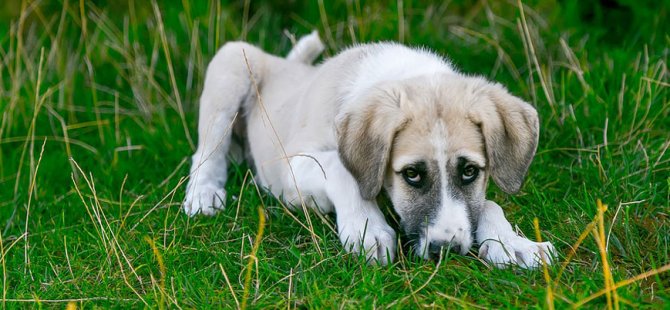 Belediyeden köpeklere havlama yasağı