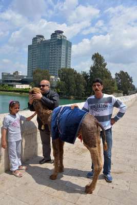 Seyyar fotoğrafçı Suriye'den 'yavru deve' getirdi