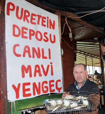 'Puretein deposu' mavi yengeç ilgi görüyor