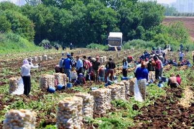 Patatesin fırlayan fiyatı düşmeye başladı