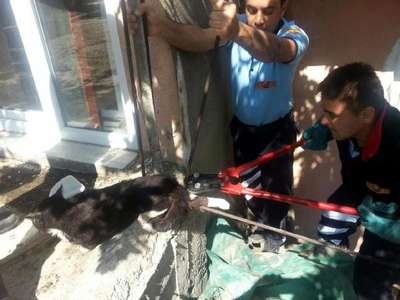 Bacağına demir saplanan kedi kurtarıldı