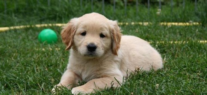 Köpeği olanların ölüm riski yüzde 36 daha az