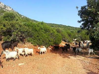 Urla villalarında gece keşfi