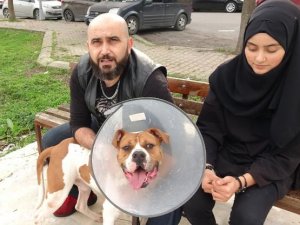 Köpeklere kaynatmadan kemik vermeyin
