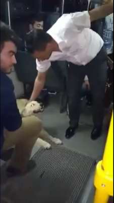 Sokak köpeğinin halk otobüsünde yolculuğu