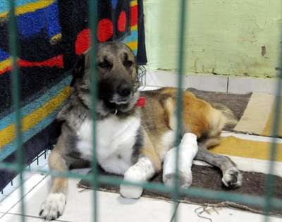 Bacağı sakat köpek ameliyat edildi