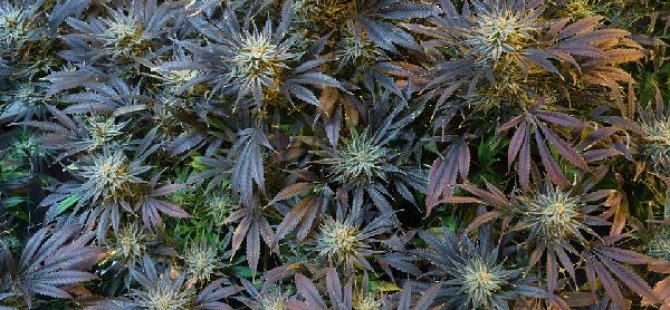 Keyfi marihuana kullanımı yasallaştı