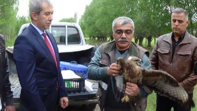 Hint horozunun yaraladığı kızıl şahin doğaya bırakıldı