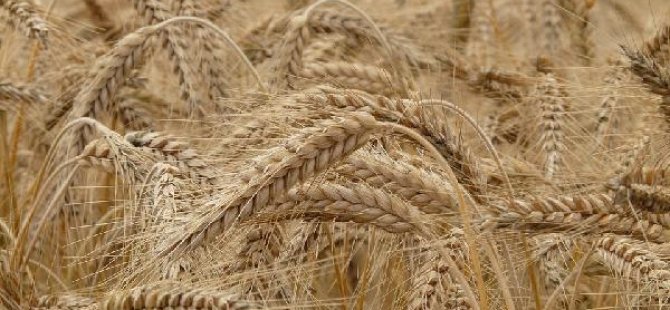 'Glutensiz gıdalar sağlıklı değil'