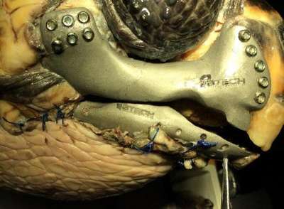 Caretta caretteya 3D çene protezi