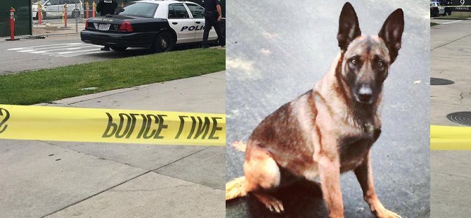 Köpeği ısıran adam tutuklandı