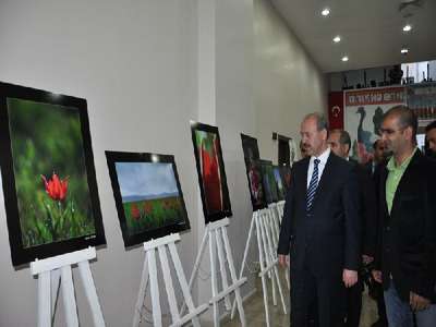 Muş laleleri fotoğraflarla dünyaya tanıtılacak